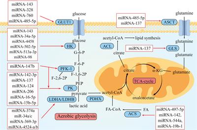 Recent advances microRNAs and metabolic reprogramming in colorectal cancer research